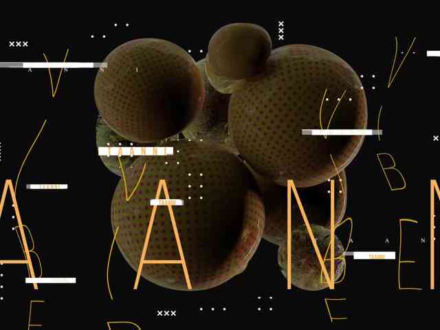 Taanni